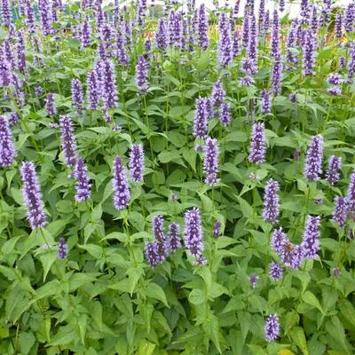 Agastache 'Blackadder' - Anijsplant/Dropplant