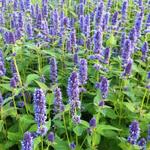 Agastache 'Blue Fortune' - Dropplant - Agastache 'Blue Fortune'