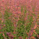 Dropplant - Agastache 'Firebird'