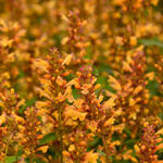 Agastache 'KUDOS Gold' - Anijsplant, Dropplant