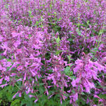 Agastache 'SUMMER Love' - Dropplant