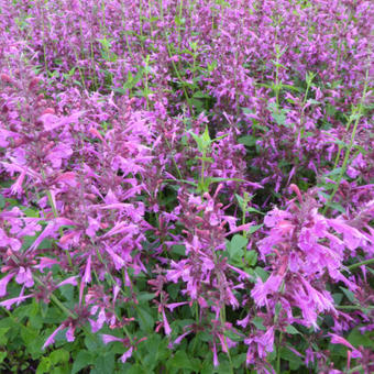 Agastache 'SUMMER Love'