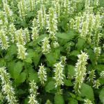 Agastache rugosa f. albiflora 'Alabaster' - Anijsplant / Dropplant - Agastache rugosa f. albiflora 'Alabaster'