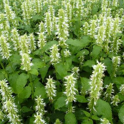 Agastache rugosa f. albiflora 'Alabaster' - Anijsplant / Dropplant