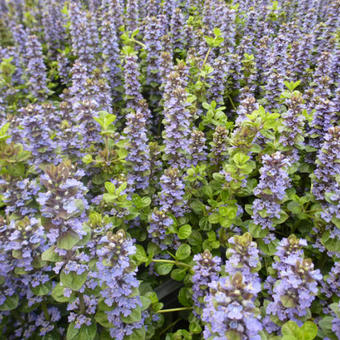 Ajuga genevensis 'Tottenham'