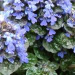 Ajuga pyramidalis 'Metallica Crispa - Piramidezenegroen, zennegroen