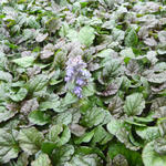 Kruipend zenegroen, zennegroen - Ajuga reptans 'Braunherz'