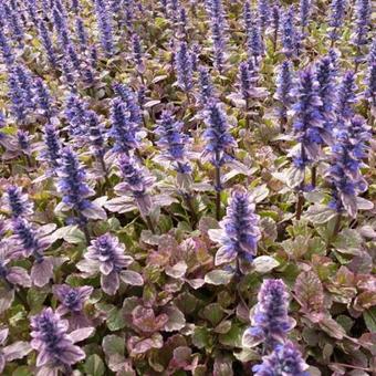 Ajuga reptans 'Burgundy Glow'