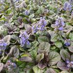 Ajuga reptans 'Catlins Giant' - Zennegroen, Zenegroen - Ajuga reptans 'Catlins Giant'