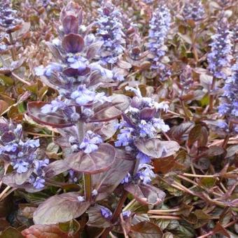 Ajuga reptans 'Evening Glow'