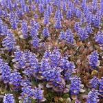 Ajuga reptans 'Rainbow' - Zennegroen, Zenegroen