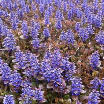 Ajuga reptans 'Rainbow'