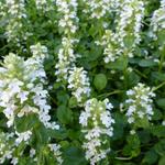 Ajuga reptans  'Sanne' - Zennegroen, Zenegroen