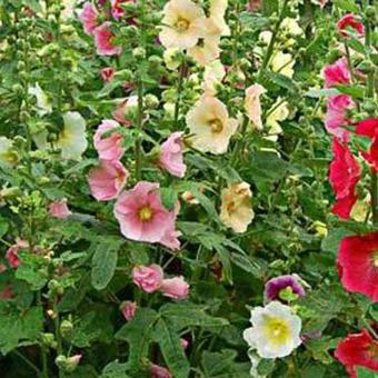 Alcea ficifolia