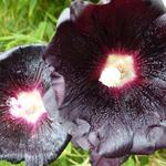 Alcea rosea SPOTLIGHT 'Blacknight' - Stokroos