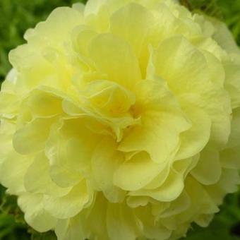 Alcea rosea 'Chater's Double Yellow'