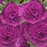 Alcea rosea 'Chater's Double Purple' - Stokroos