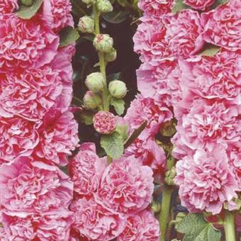 Alcea rosea 'Chater's Double Pink'