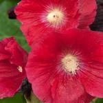 Alcea rosea Spotlight 'Mars Magic' - Stokroos