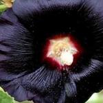 Alcea rosea 'Nigra' - Stokroos - Alcea rosea 'Nigra'