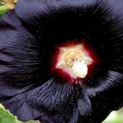 Alcea rosea 'Nigra' - Stokroos