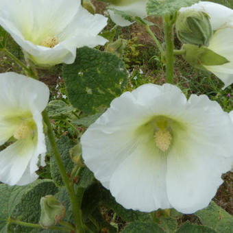 Alcea rosea Spotlight 'Polarstar'