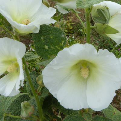 Stokroos - Alcea rosea Spotlight 'Polarstar'