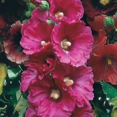 Stokroos - Alcea rosea 'Simplex'