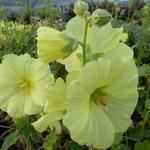 Stokroos, Russische stokroos  - Alcea rugosa