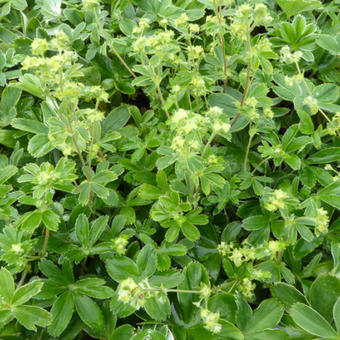 Alchemilla alpina