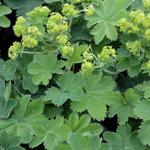 Alchemilla sericata 'Goldstrike' - Vrouwenmantel