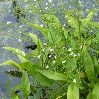 Alisma plantago-aquatica