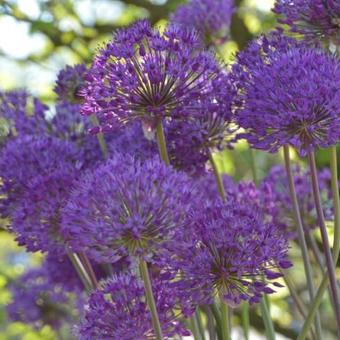 Allium hollandicum 'Purple Sensation'