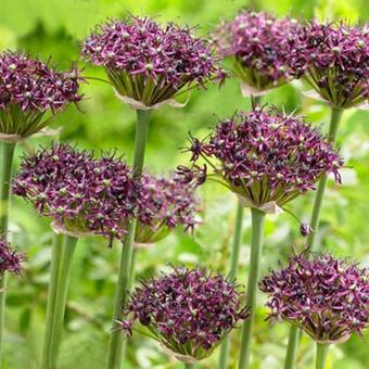 Allium atropurpureum