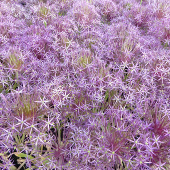 Allium christophii