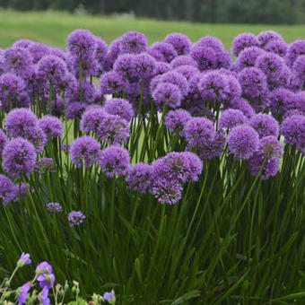 Allium 'Millennium'