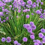 Bieslook - Allium schoenoprasum