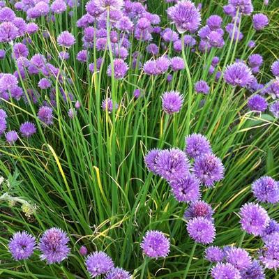 Allium schoenoprasum - Bieslook