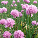 Allium schoenoprasum 'Rising Star' - Bieslook