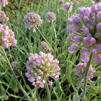 Allium senescens