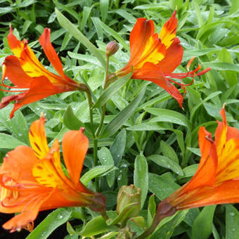 Alstroemeria aurea 'Orange King'