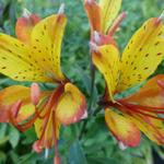 Alstroemeria 'Sweet Laura' - Incalelie