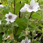 Heemst - Althaea officinalis