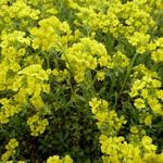 Schildzaad - Alyssum montanum 'Berggold'