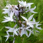 Amsonia ciliata - Stermaagdenpalm