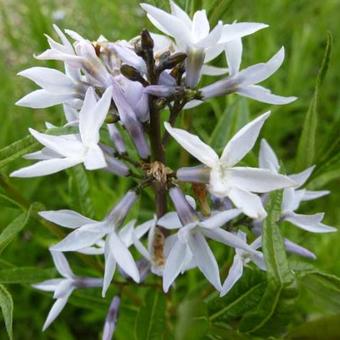 Amsonia ciliata