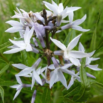 Amsonia ciliata - Stermaagdenpalm