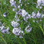 Amsonia hubrichtii - Stermaagdenpalm