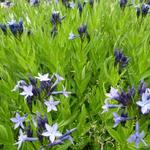 Amsonia 'Blue Ice' - Blauwe ster, Stermaagdenpalm