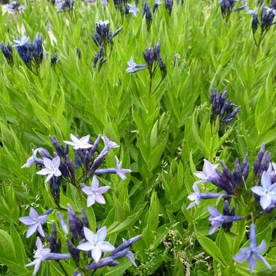 Amsonia 'Blue Ice' - Blauwe ster, Stermaagdenpalm